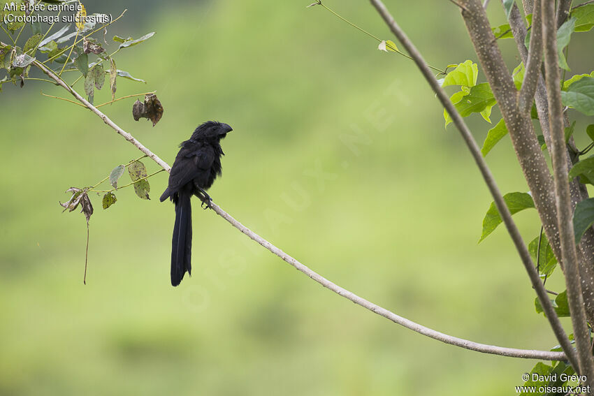 Groove-billed Ani