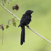 Groove-billed Ani