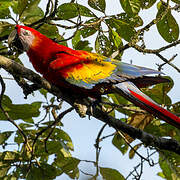 Scarlet Macaw