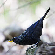 Blue Whistling Thrush