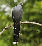 Long-tailed Hawk