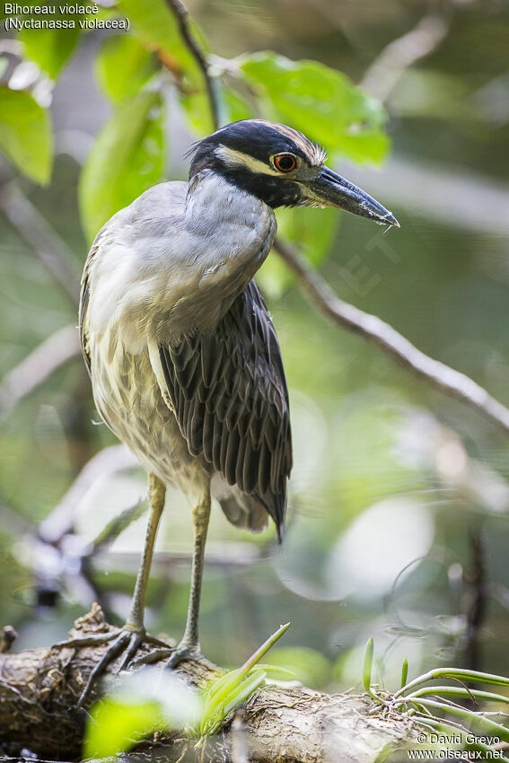 Yellow-crowned Night Heron