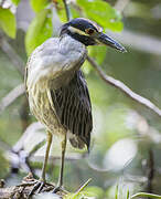 Yellow-crowned Night Heron