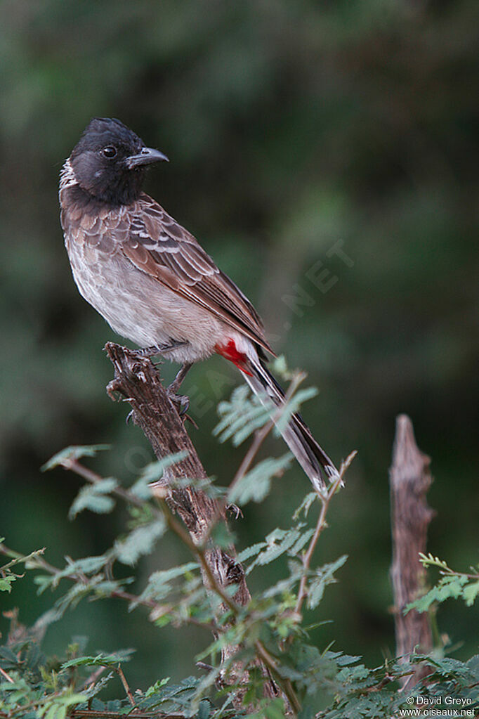 Red-vented Bulbul