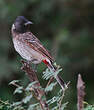 Bulbul à ventre rouge