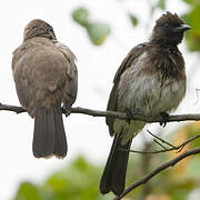 Bulbul des jardins