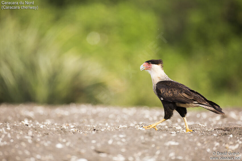 Northern Crested Caracara