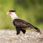 Northern Crested Caracara