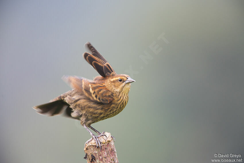 Red-winged Blackbird female adult