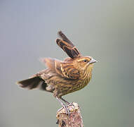 Red-winged Blackbird