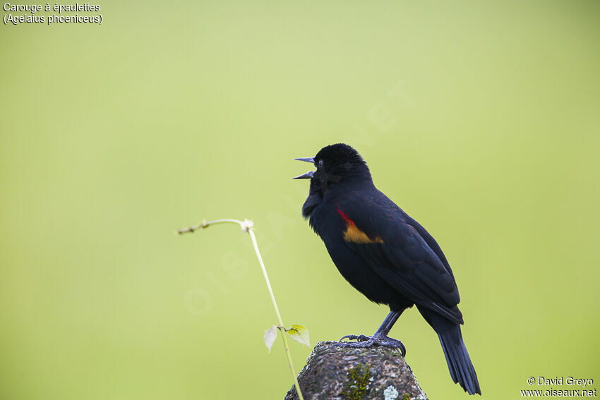 Red-winged Blackbird