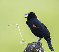 Red-winged Blackbird