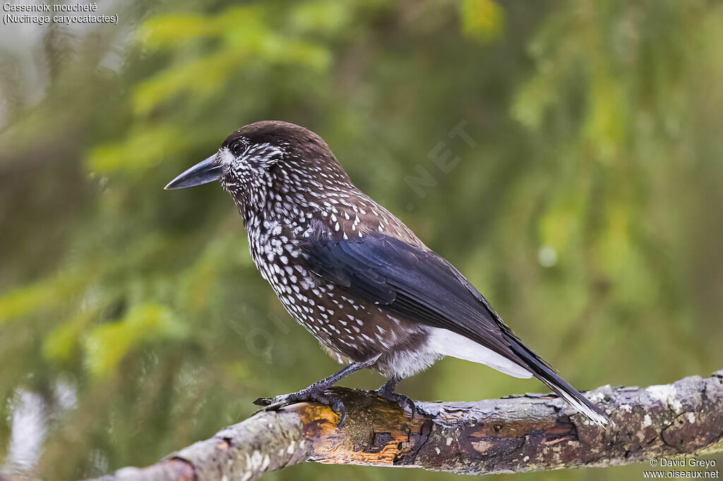 Northern Nutcrackeradult, identification