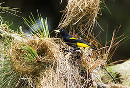 Yellow-rumped Cacique