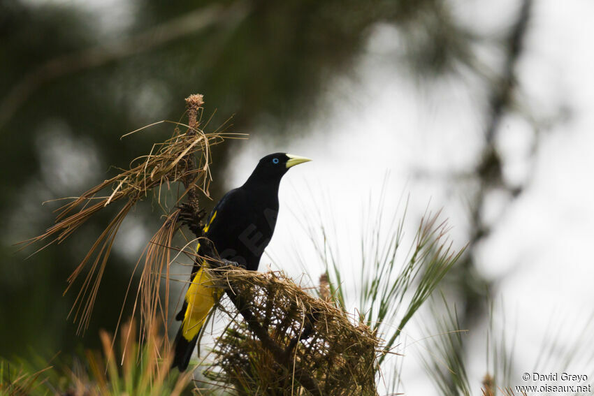 Yellow-rumped Cacique