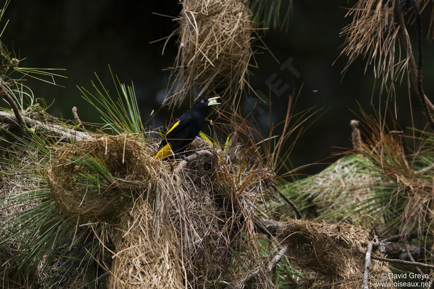 Yellow-rumped Cacique