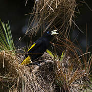 Yellow-rumped Cacique