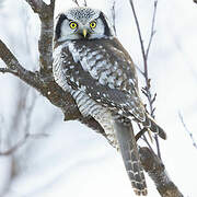 Northern Hawk-Owl