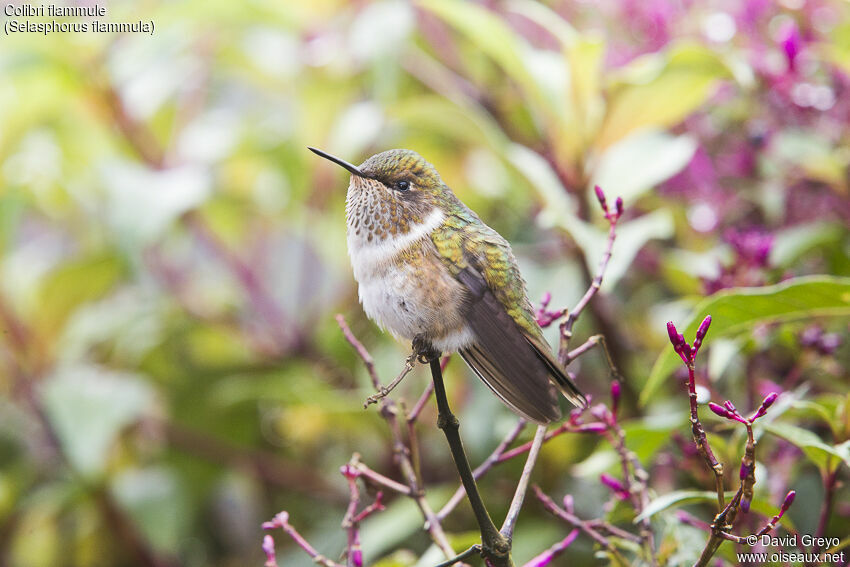 Colibri flammule