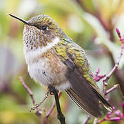 Volcano Hummingbird