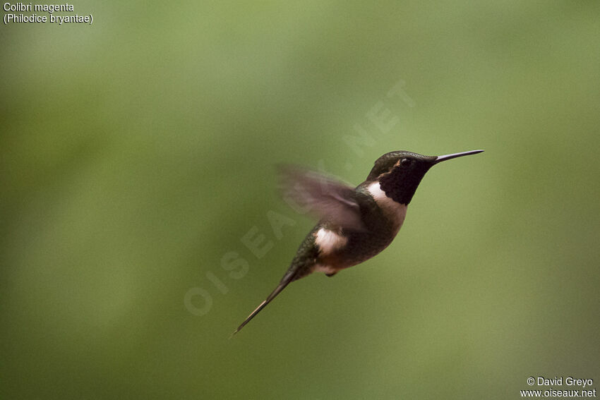 Colibri magenta