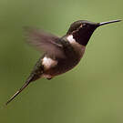 Colibri magenta