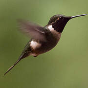 Magenta-throated Woodstar