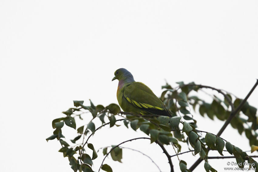 Orange-breasted Green Pigeon