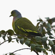 Orange-breasted Green Pigeon