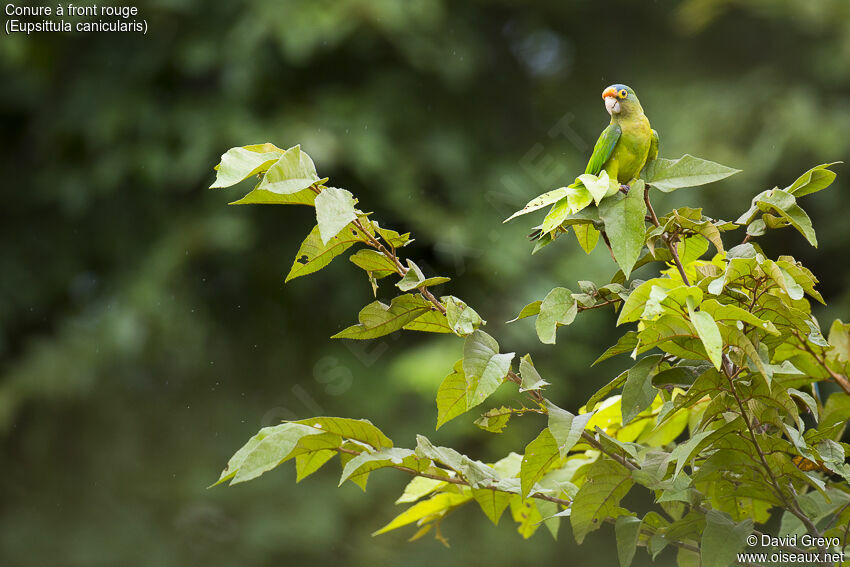 Orange-fronted Parakeet