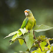 Orange-fronted Parakeet