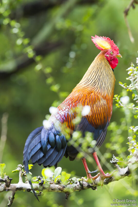 Sri Lanka Junglefowl