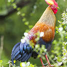Coq de Lafayette