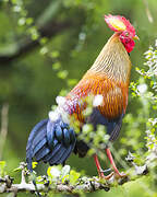 Sri Lanka Junglefowl