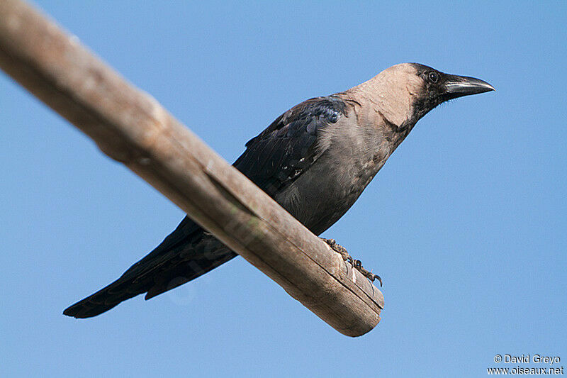 Corbeau familier