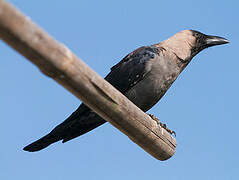 House Crow