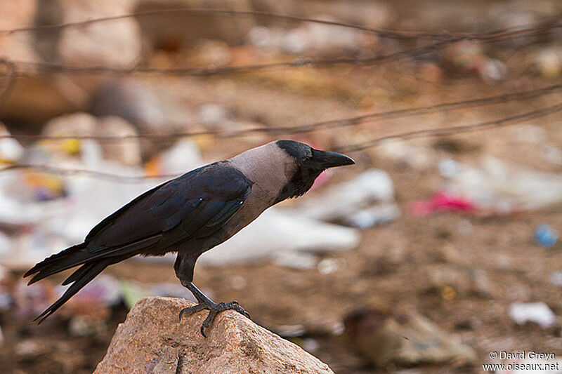 House Crow