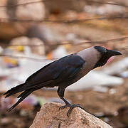 House Crow