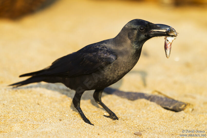 House Crow