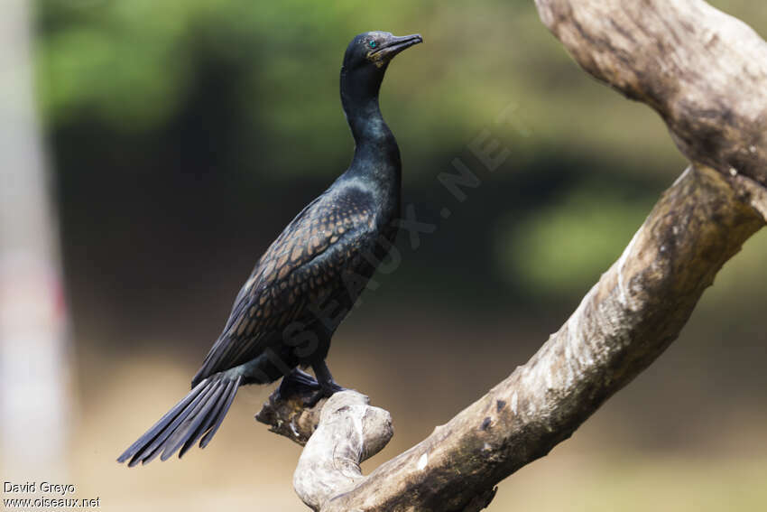 Cormoran à cou brunadulte nuptial, identification