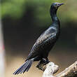 Cormoran à cou brun