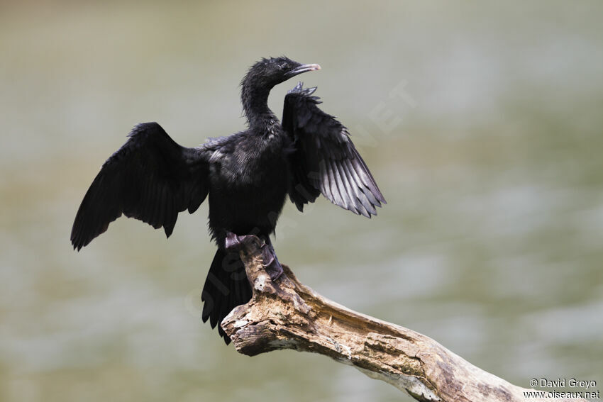 Cormoran de Vieillot