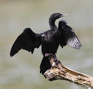 Little Cormorant