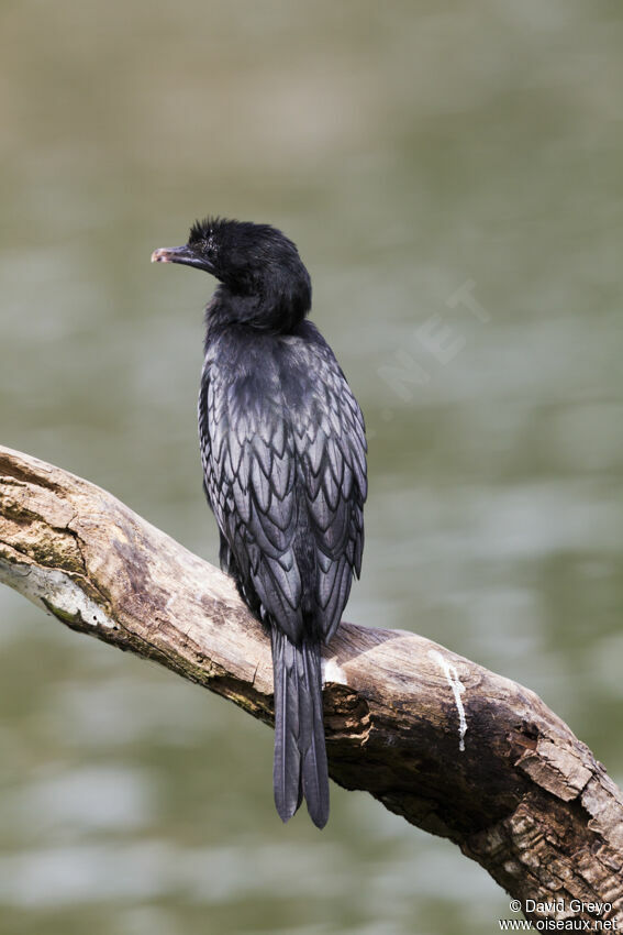 Cormoran de Vieillot