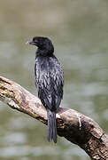 Little Cormorant