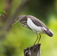 Indian Pond Heron