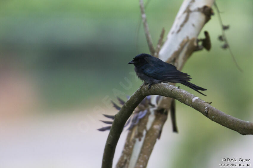 Drongo du Sri Lanka