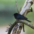 Drongo du Sri Lanka