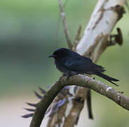 Drongo du Sri Lanka