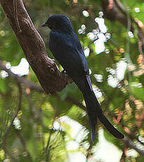 Drongo royal